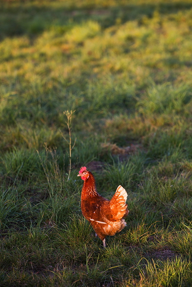 Free range chickens outdoors in early morning light on an organic farm