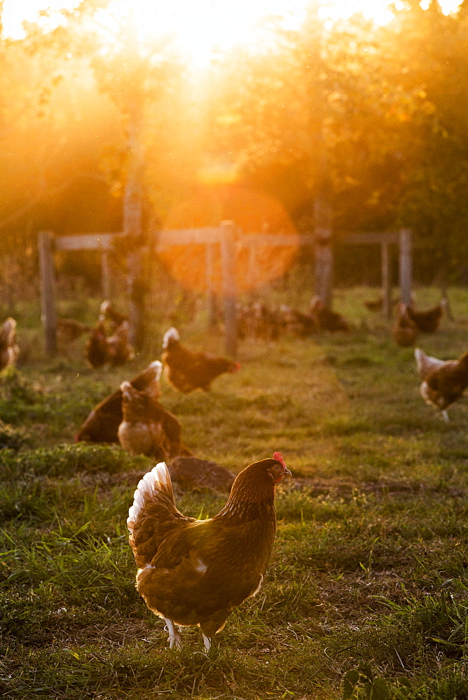 Free range chickens outdoors in early morning light on an organic farm