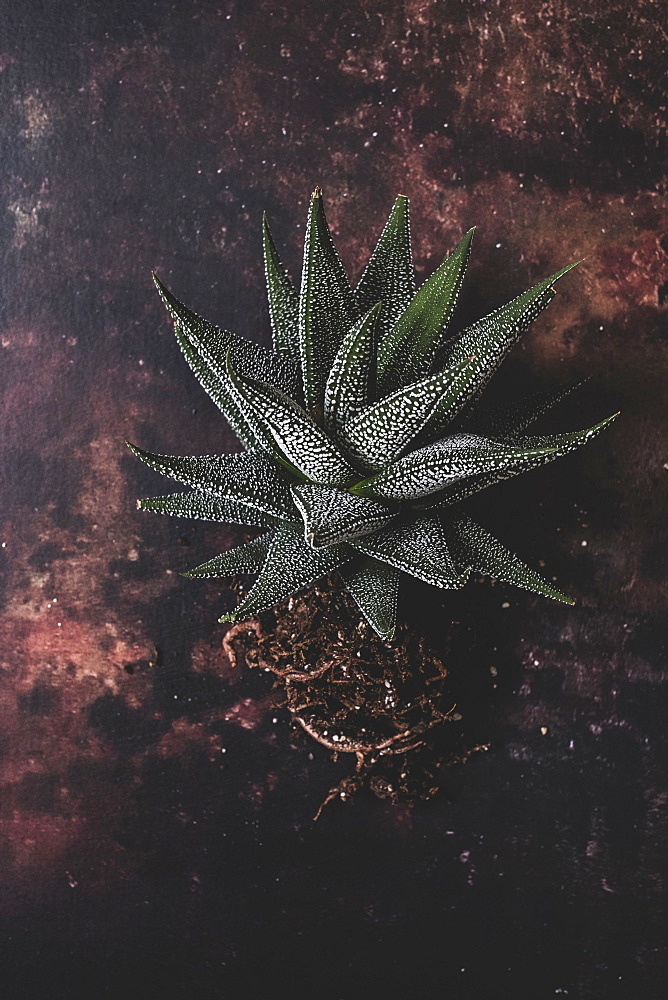A succulent plant with tangled roots on a table