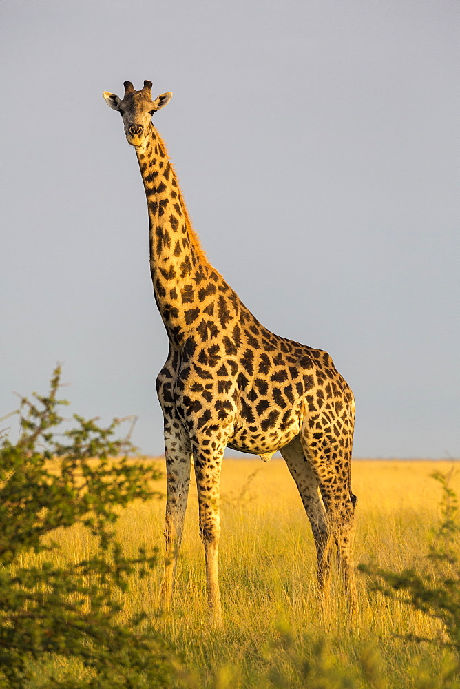 A giraffe crossing open ground at a salt pan