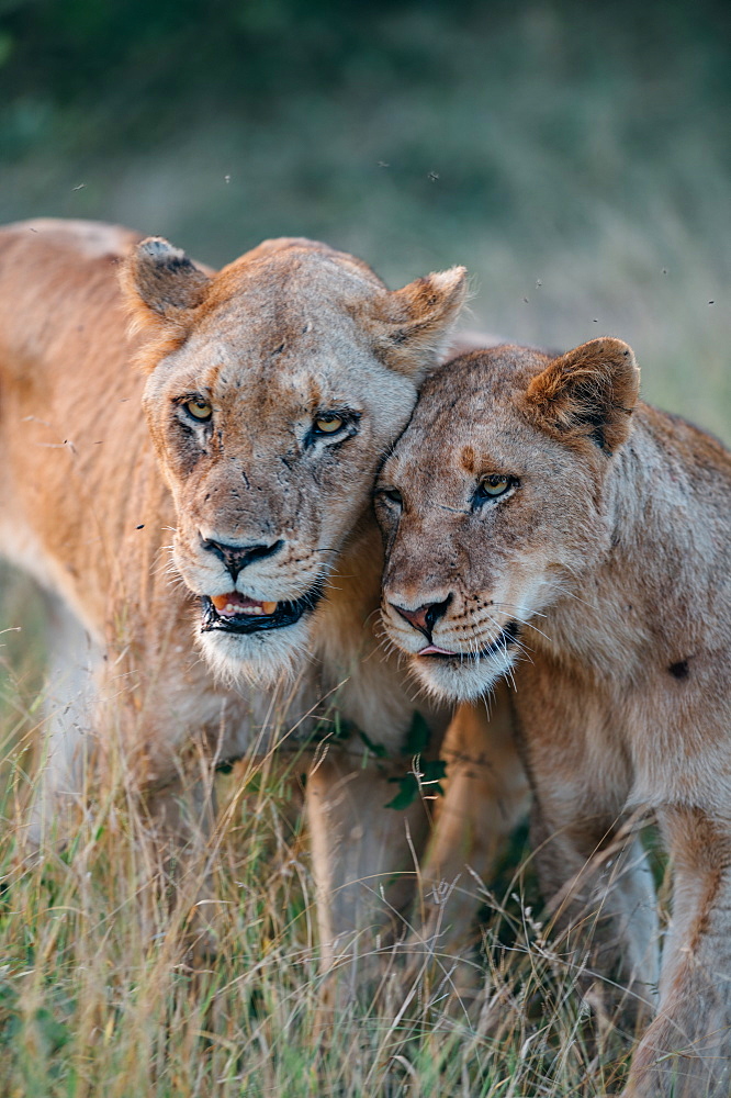 A lioness, Panthera leo, bumps heads with one of her cubs, looking out of frame, Sabi Sands, Greater Kruger National Park, South Africa