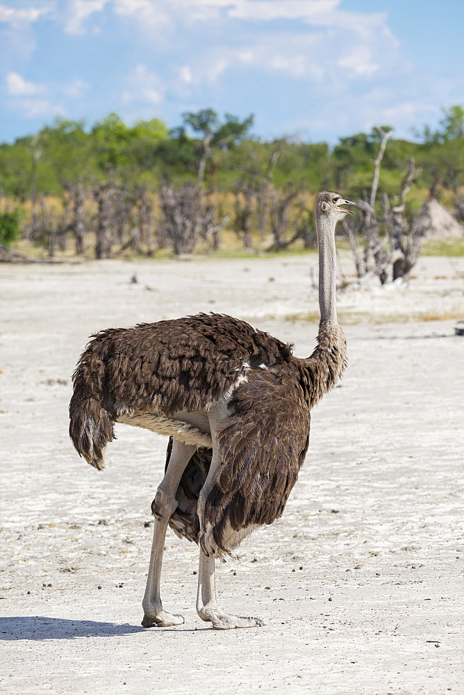 An ostrich on open ground