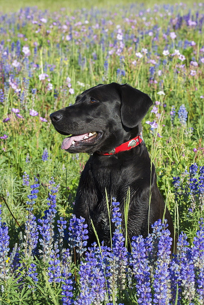 A black Labrador dog sitting in a field of tall grass and blue flowers, Wasatch National Forest, Utah, USA