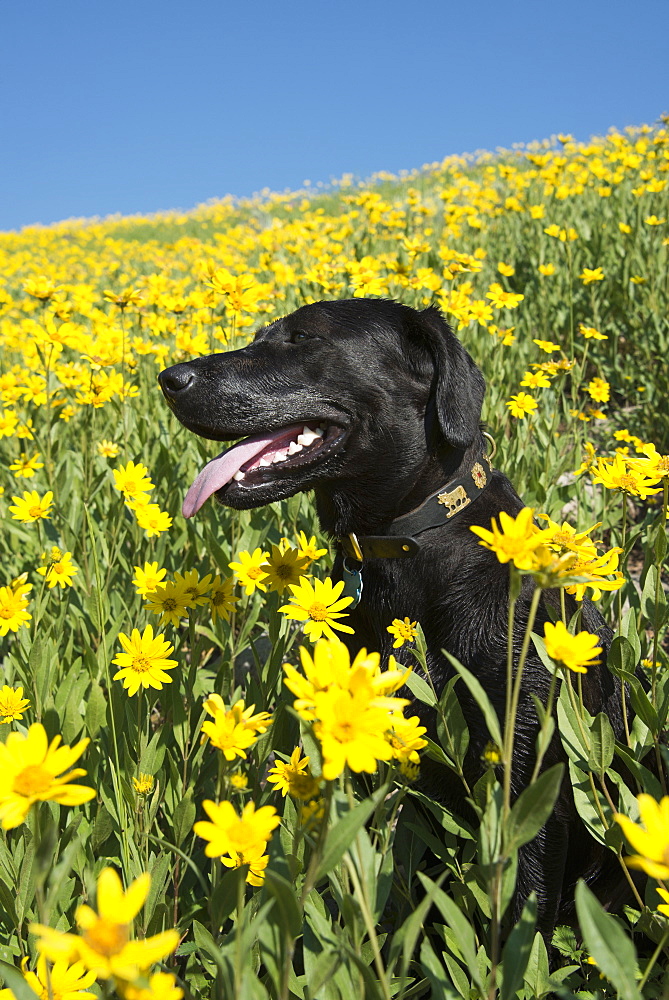 A black Labrador dog in a meadow of bright yellow wildflowers, Wasatch National Forest, Utah, USA