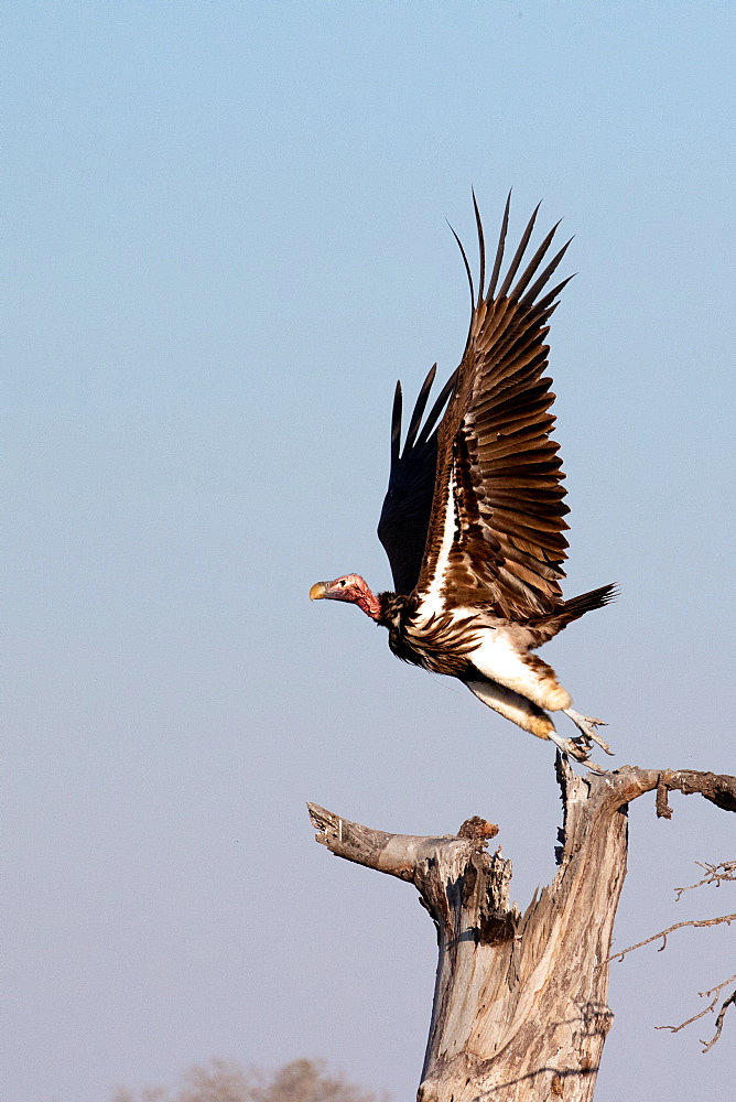 A lapped-faced vulture, Torgos tracheliotos, takes off from a dead tree, wings out, side profile, Sabi Sands, Greater Kruger National Park, South Africa