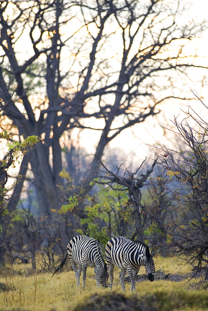 Two Burchell's Zebras grazing in the Moremi Reserve, Botswana