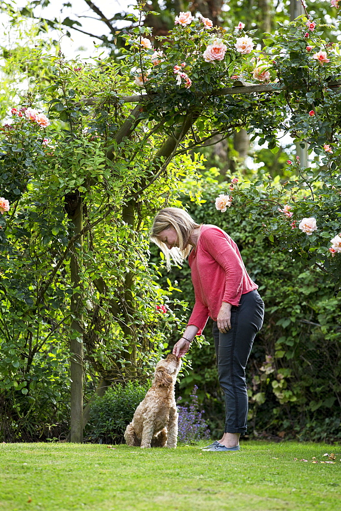 Woman standing in a garden, playing with red coated young Cavapoo, Watlington, Oxfordshire, United Kingdom