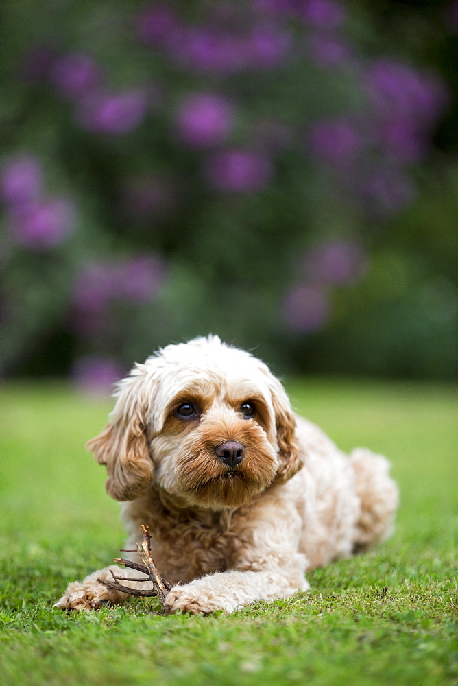 Portrait of a red coated young Cavapoo lying on a lawn, Watlington, Oxfordshire, United Kingdom