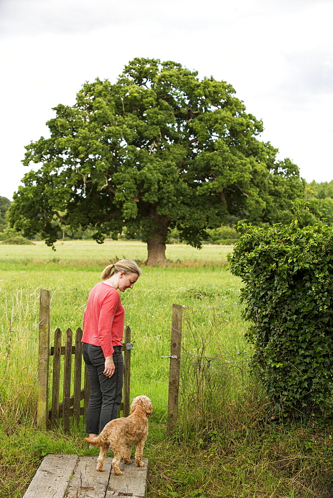 Woman walking in meadow with red coated young Cavapoo, Watlington, Oxfordshire, United Kingdom