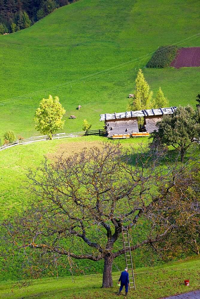 Man standing next to ladder in fruit tree in an alpine orchard, South Tyrol, Italy