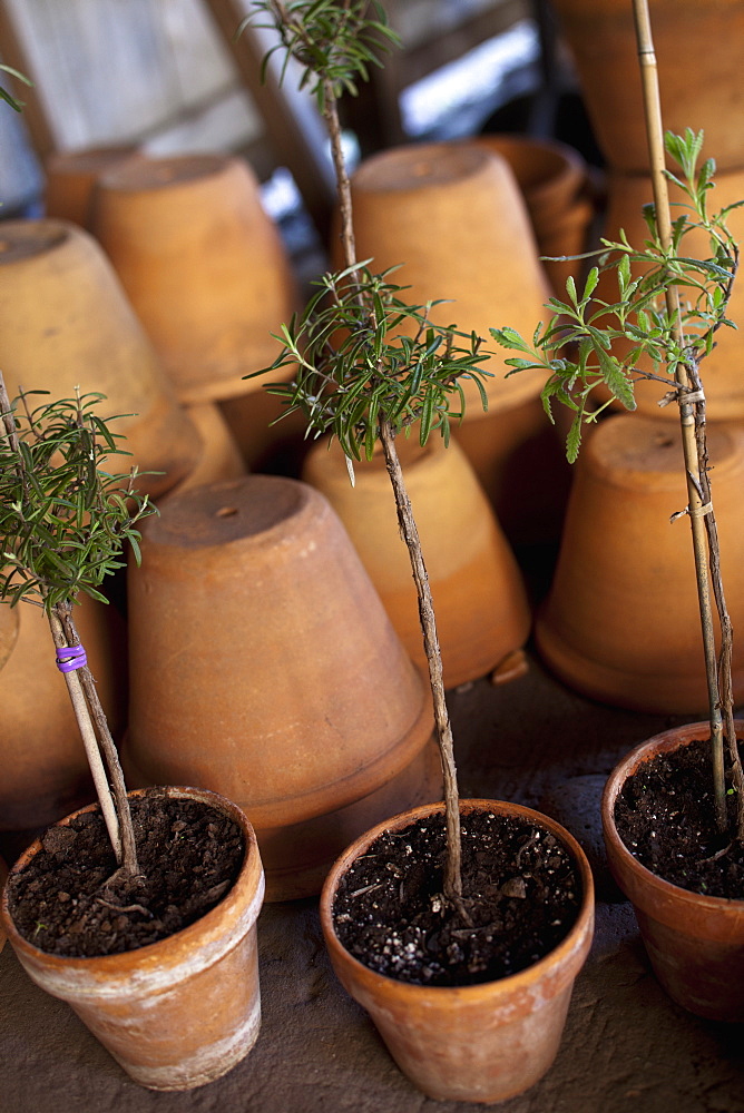 A group of clay pots with cuttings and seedlings for overwintering, Maryland, USA