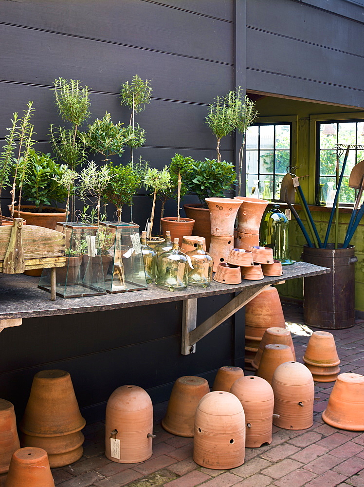 A group of clay pots with cuttings and seedlings for overwintering, Maryland, USA