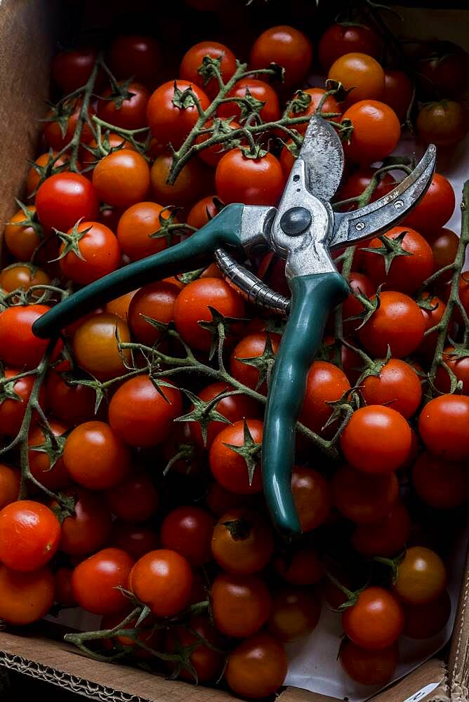 High angle close up of freshly picked tomatoes on the vine and a pair of secateurs, Oxfordshire, United Kingdom