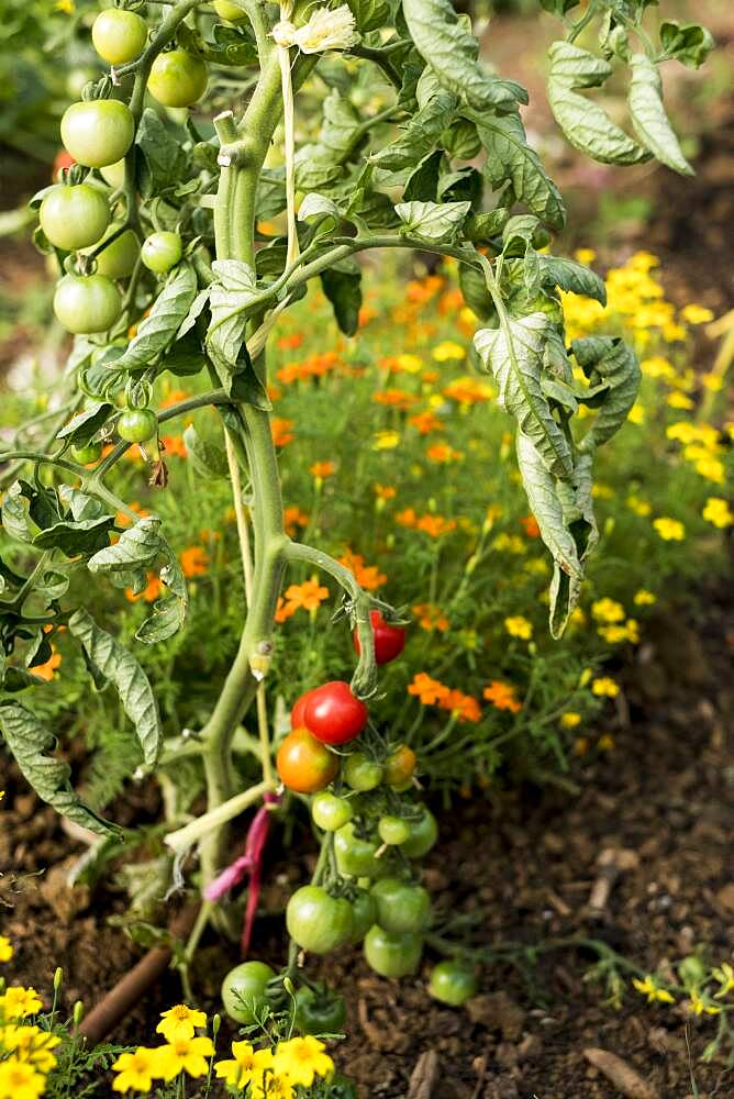 High angle close up of green and ripe tomatoes on the vine, Oxfordshire, United Kingdom