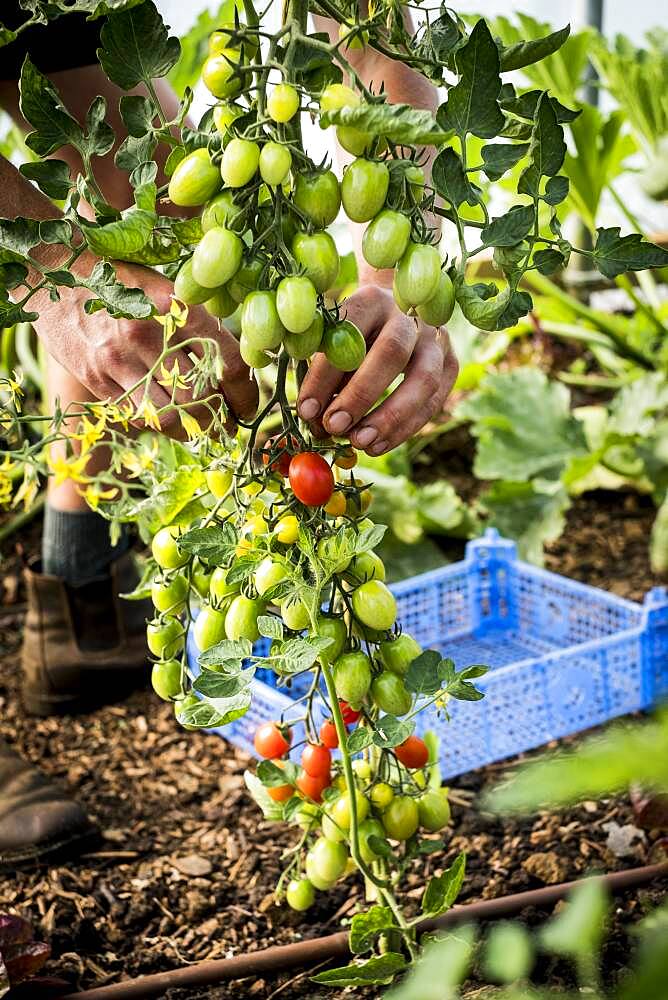 High angle close up of farmer picking vine tomatoes, Oxfordshire, United Kingdom