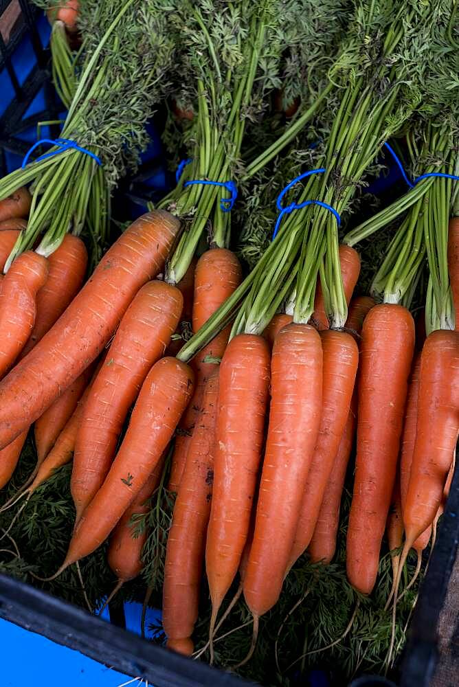 High angle close up of bunch of freshly picked carrots, Oxfordshire, United Kingdom