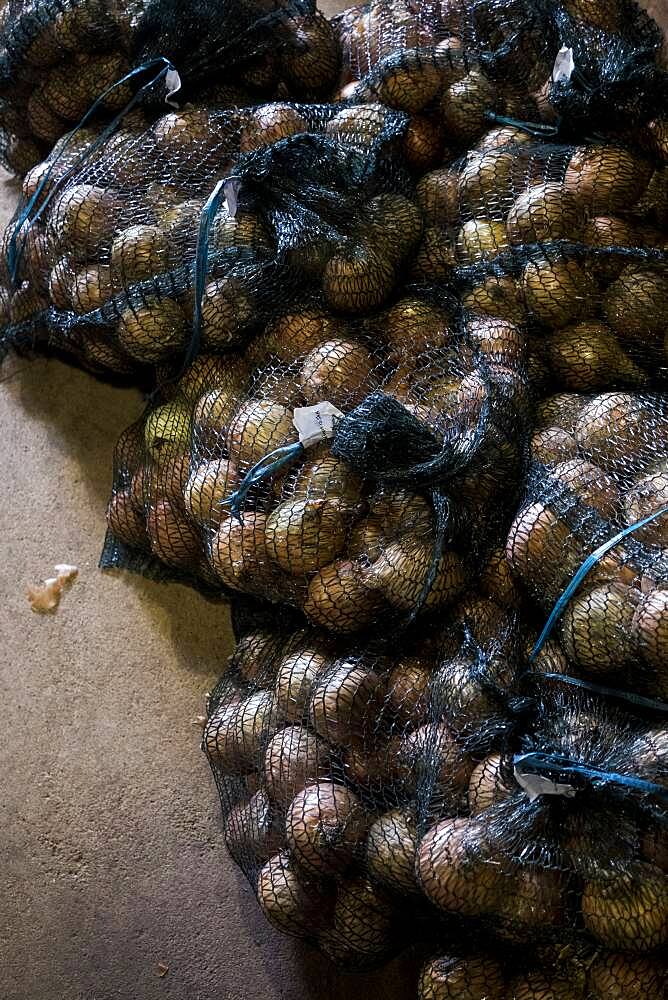 High angle close up of nets of freshly picked onions, Oxfordshire, United Kingdom