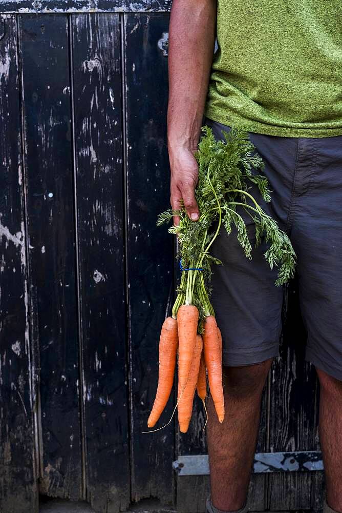 Close up of person holding bunch of freshly picked carrots, Oxfordshire, United Kingdom