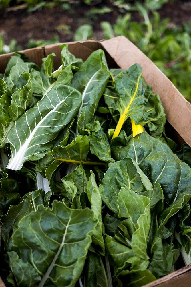 High angle close up of freshly picked leaf vegetables in cardboard box, Oxfordshire, United Kingdom