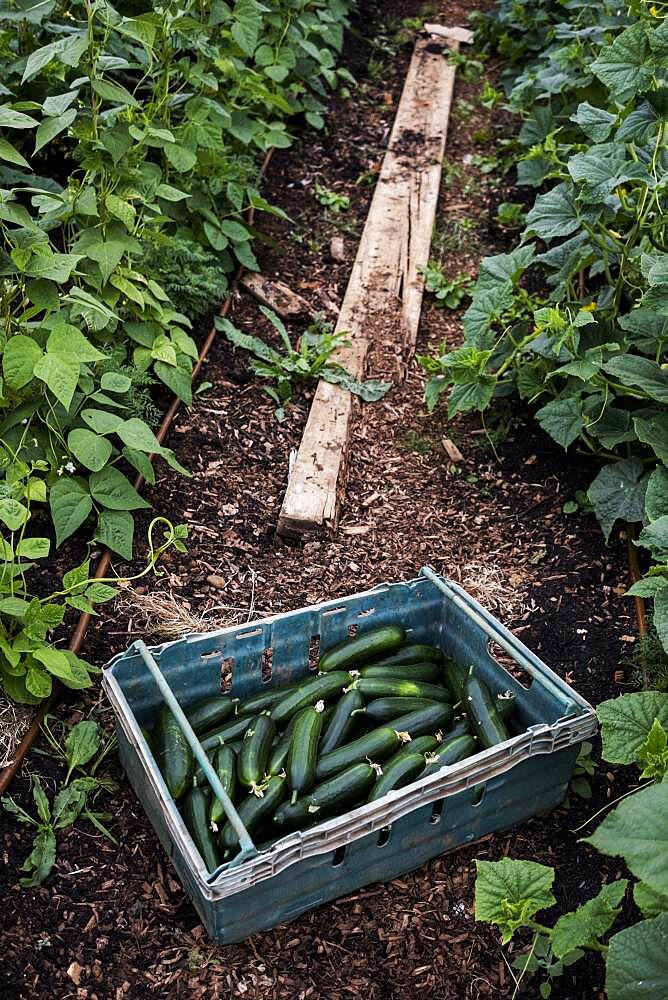 High angle close up of of freshly picked courgettes in blue plastic crate, Oxfordshire, United Kingdom