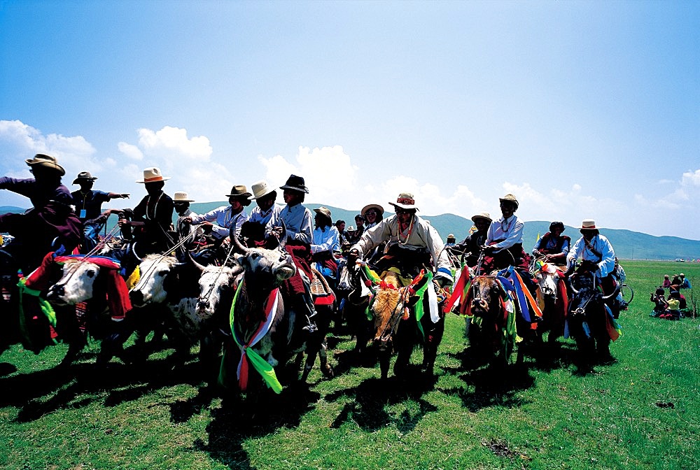 Yak racing in Hongyuan, Sichuan