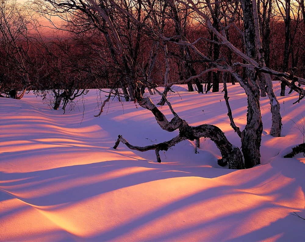 Birch Forest of Mt.Changbaishan, Jilin