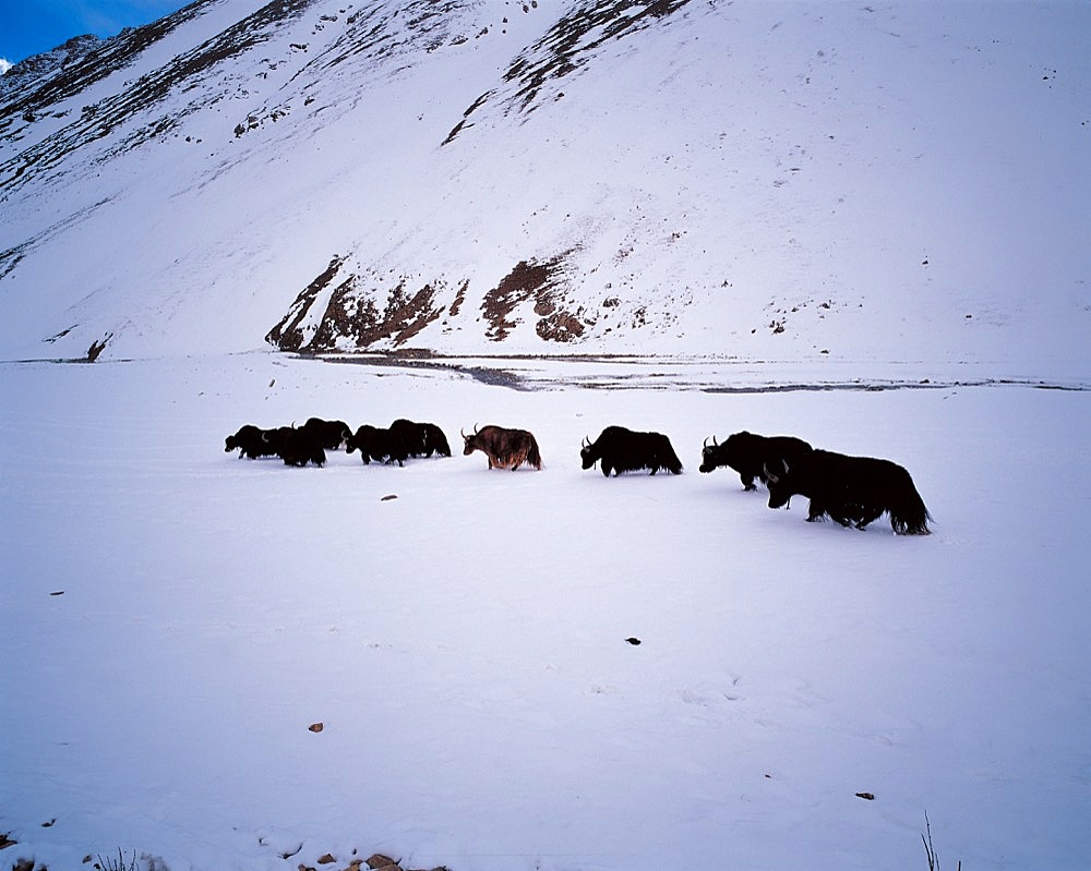 Wild yaks, Tibet
