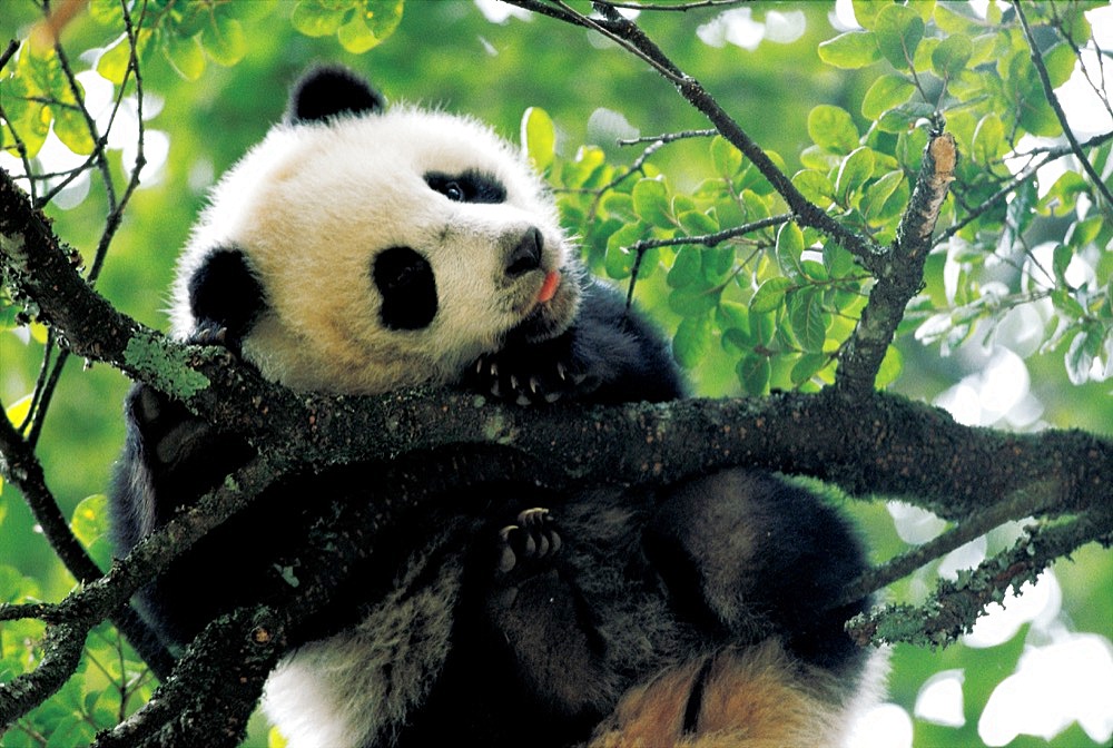 A giant panda