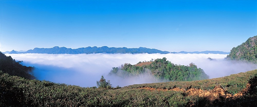 Tea mountain in Simao, Yunnan