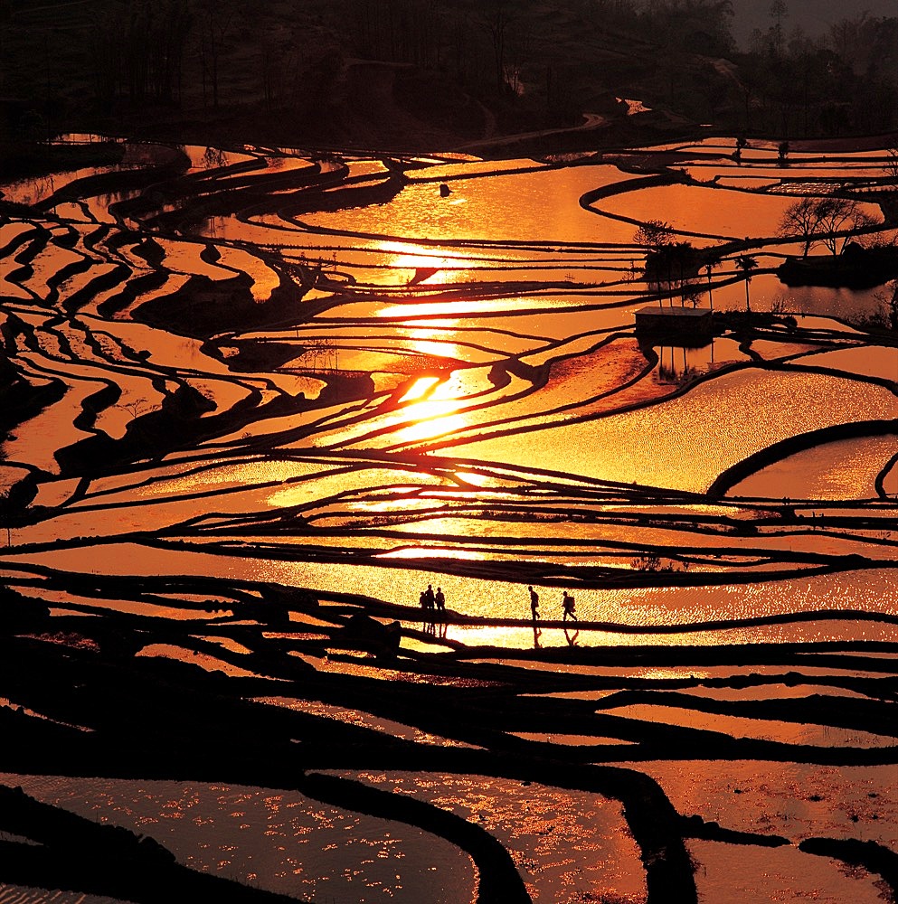 The terraced fields in Yuanyang, Yunnan