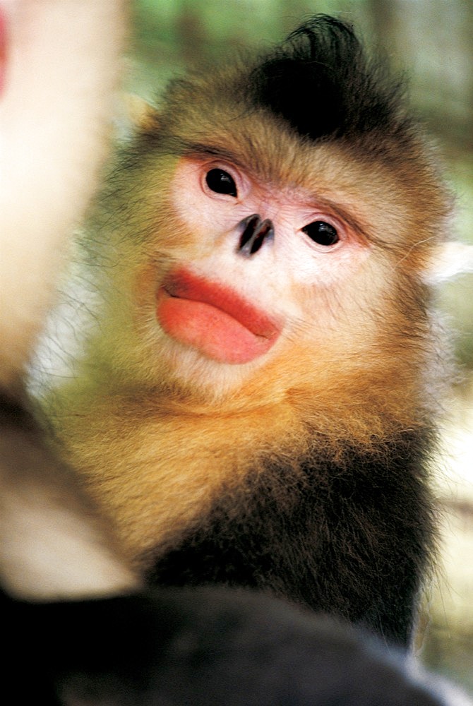 A Yunnan Snub-nosed Monkey