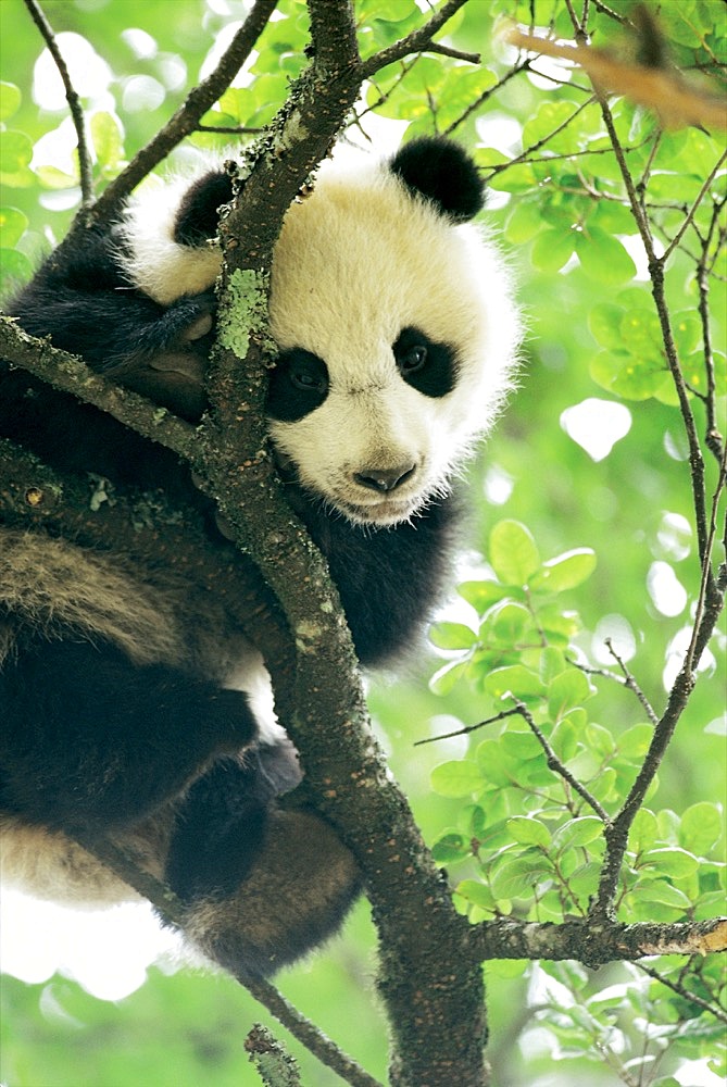 A giant panda