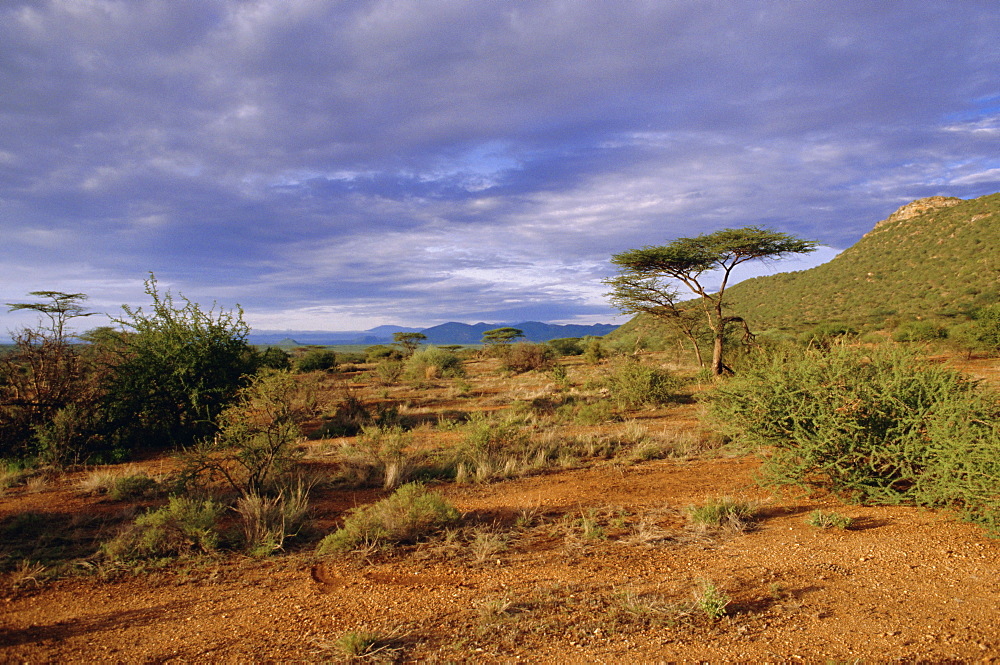 Samburu National Reserve, Kenya, East Africa, Africa