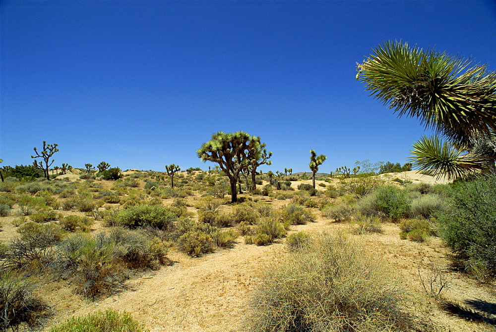 Joshua Tree National Monument, California, United States of America, North America