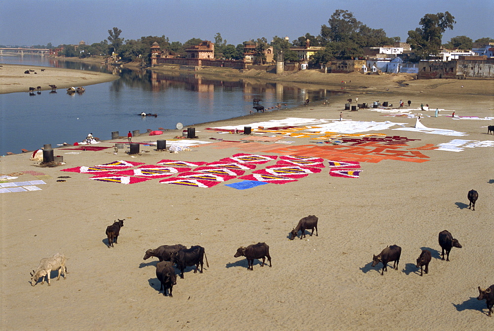 Dhobis washing by the Yamuna River, Agra, Uttar Pradesh state, India, Asia