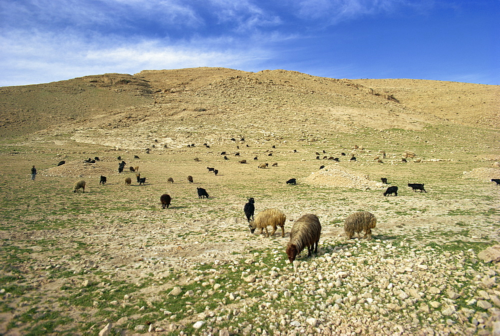 Sheep grazing in agricultural landscape near Shiraz, Iran, Middle East