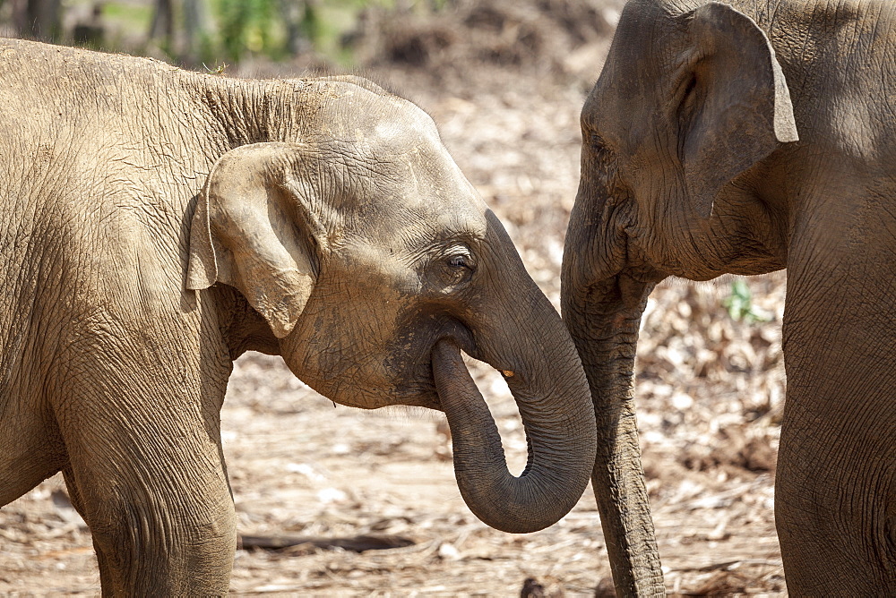 Juvenile elephants (Elephantidae) playing with their trunks, Pinnewala Elephant Orphanage, Sri Lanka, Asia 