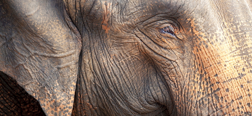 Close up of a adult elephant's (Elephantidae) head and crinkled skin, Pinnewala Elephant Orphanage, Sri Lanka, Asia 