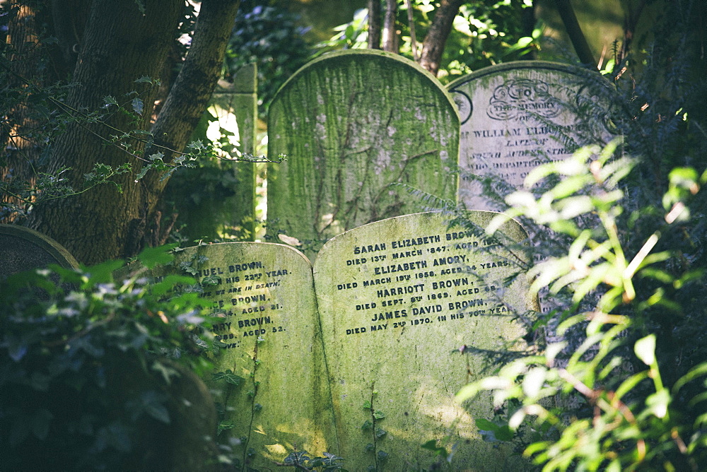 Gravestones jostling in the undergrowth, away from the main path, Highgate Cemetery west, London, England, United Kingdom, Europe