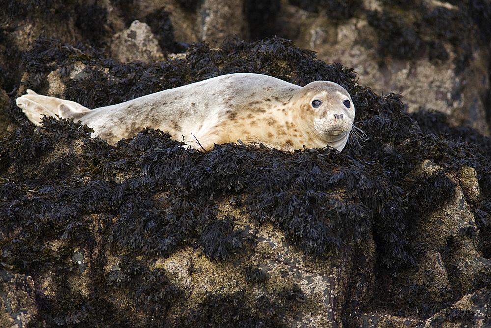 Grey seal (Halichoerus grypus). Farne Islands, Seahouses, Northumberland, UK