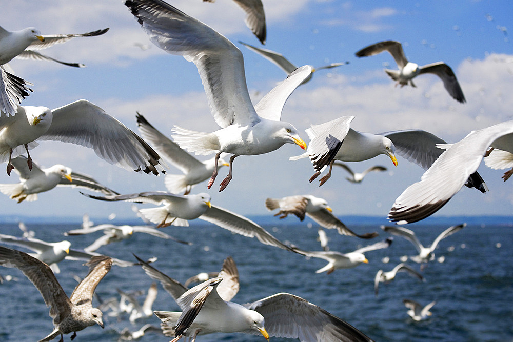 Herring gulls (Larus argentatus) following fishing boat. Firth of Forth off Bass Rock, Scotland, UK