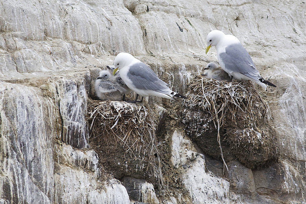 Kittiwakes (Larus tridactyla), on nests. Farne Islands, Northumberland, UK