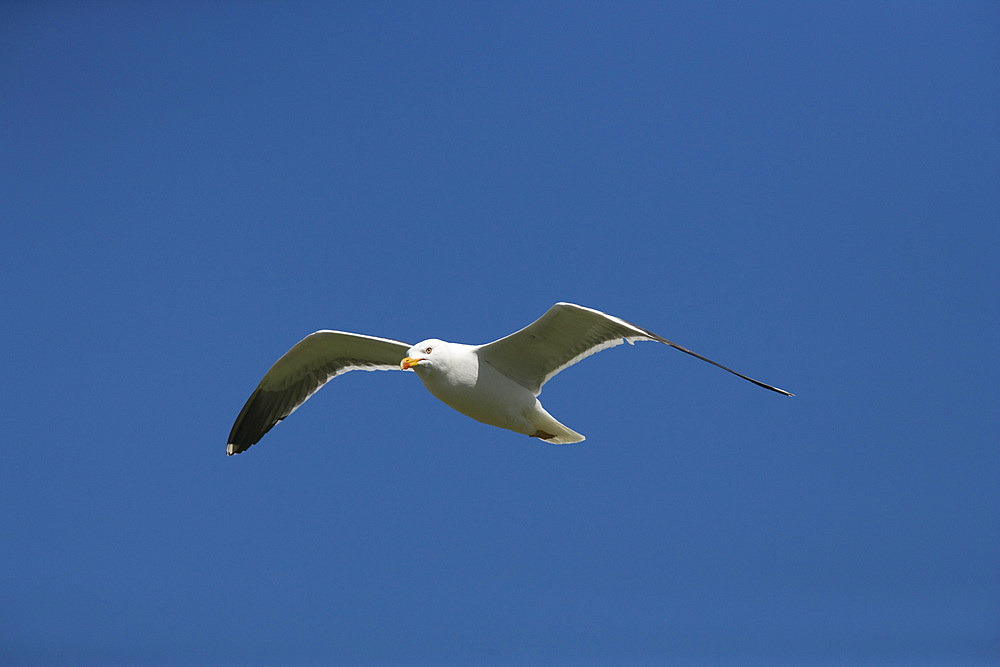 Lesser blackbacked gull (Larus fuscus) in flight. Farne Islands, Northumberland, UK