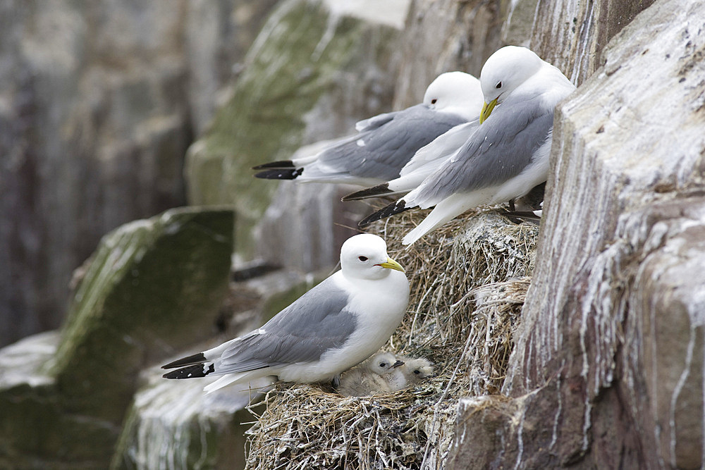 Kittiwakes (Larus tridactyla), on nests. Farne Islands, Northumberland, UK