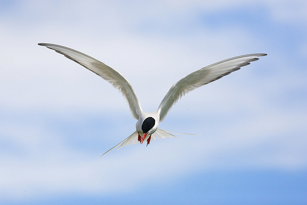 Arctic tern (Sterna paradisaea) in flight. Farne Islands, off Northumberland coast, UK