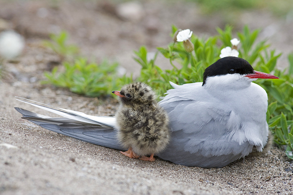 Arctic tern (Sterna paradisaea) with chick. Farne Islands, off Northumberland coast, UK