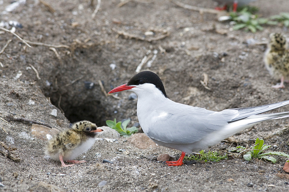 Arctic tern (Sterna paradisaea) with chick. Inner Farne, Nothumberland, UK