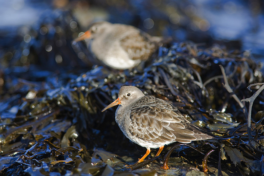 Purple sandpipers (Calidris maritima). Bamburgh beach, Northumberland, UK