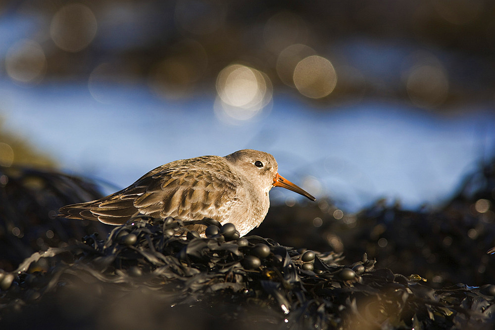 Purple sandpiper (Calidris maritima). Bamburgh beach, Northumberland, UK