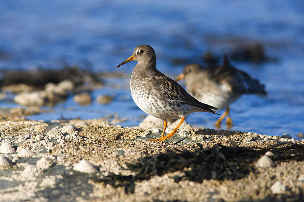 Purple sandpipers (Calidris maritima). Bamburgh beach, Northumberland, UK